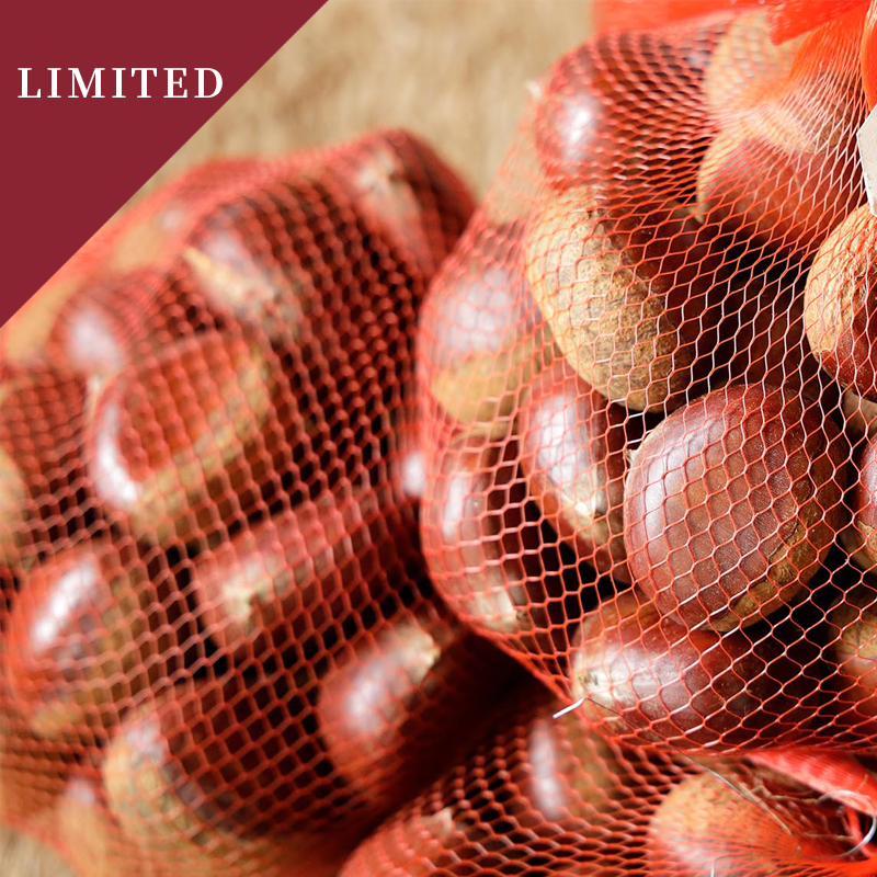 【数量限定】丹波産丹波栗(3Lサイズ) 500g 生栗 季節限定