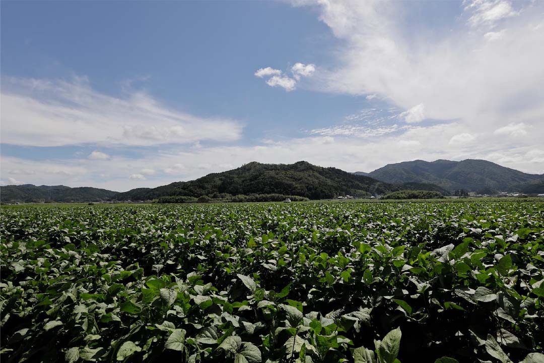 写真：丹波篠山の黒豆畑が広がる風景