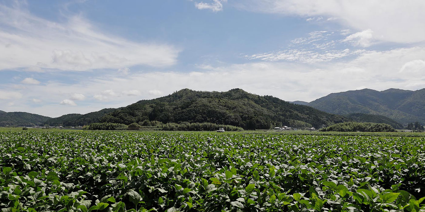 大豆畑
